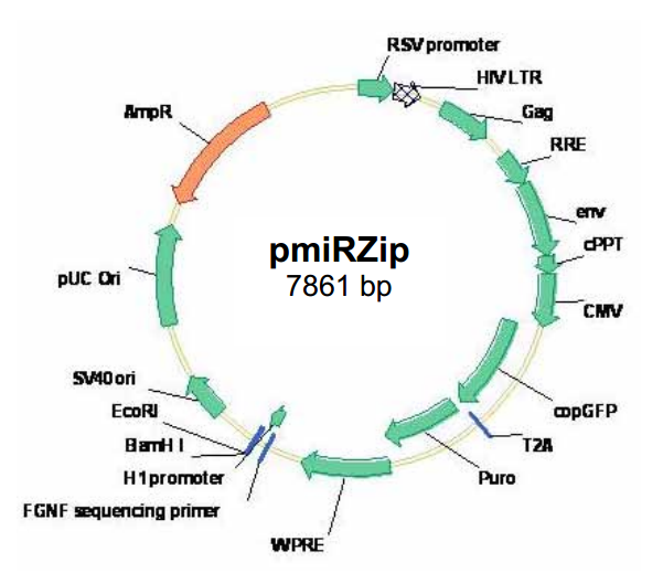 pmiRZip anti-microRNA载体图谱
